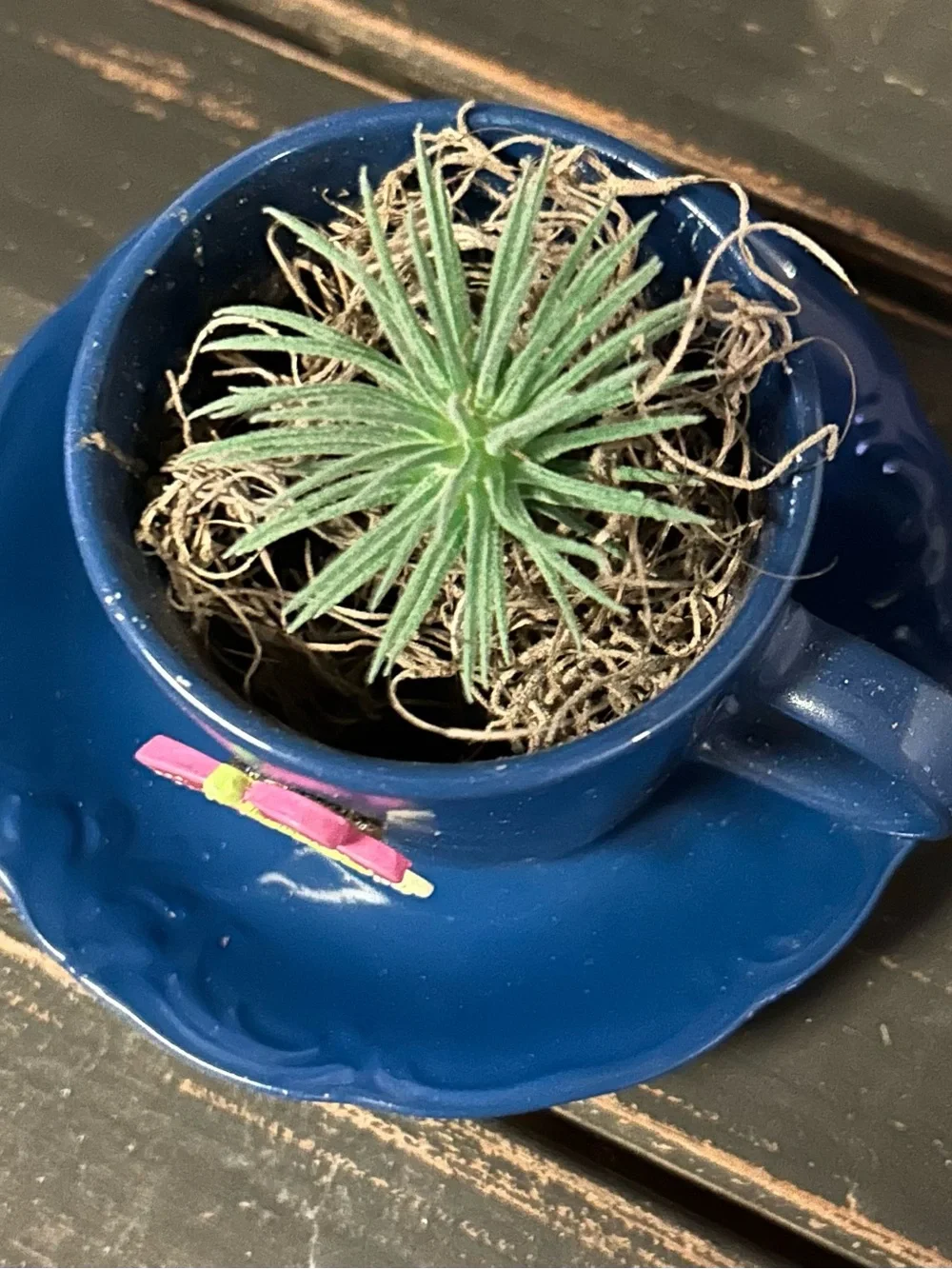Handcrafted Teacup Succulent Decor “Blue” Dragonfly